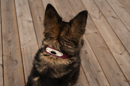 Collier en Biothane d'identification